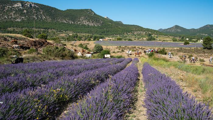 FIESTAS DEL SANTSIMO CRISTO DEL RAYO