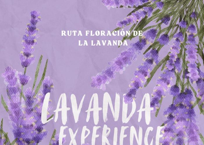 RUTA FLORACIÓN LAVANDA EXPERIENCE RUTA FLORACIÓN LAVANDA EXPERIENCE