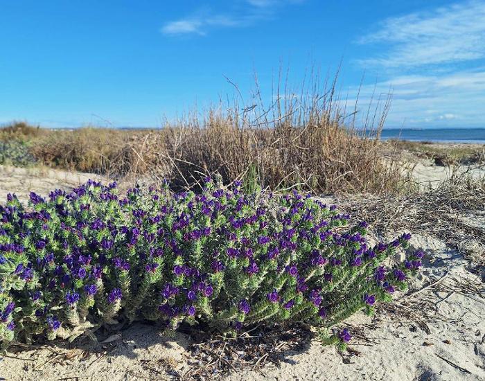 Saladares, dunas y flores