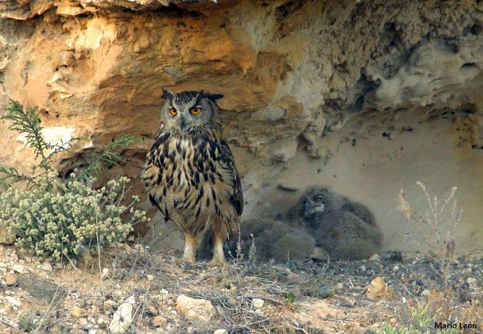 Bajo el cielo de la zepa