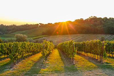 Ruta del Vino de Jumilla