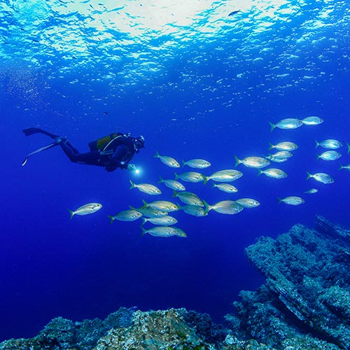 Descubre el Buceo en la Regi�n de Murcia