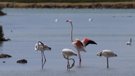 San Pedro del Pinatar