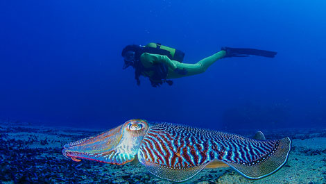 Buceo en la Regi�n de Murcia