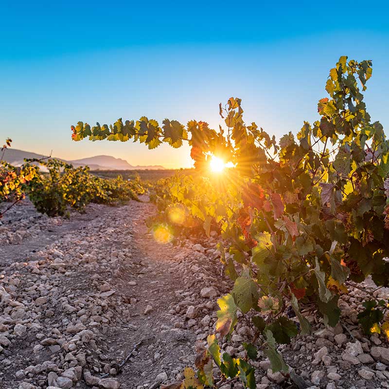 M�s informaci�n sobre la Ruta del Vino de Jumilla