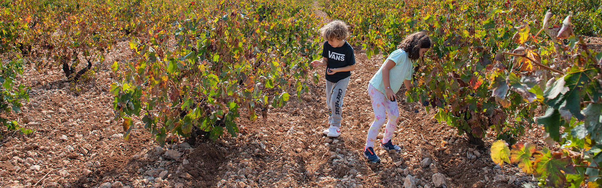 Adventures among vineyards