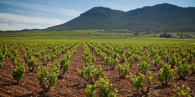 Ruta del Vino de Bullas