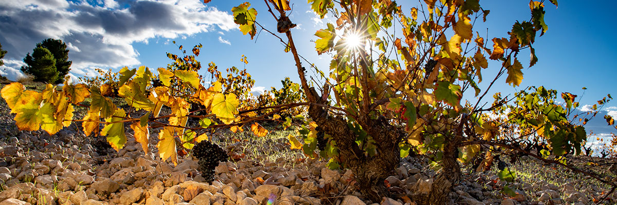 LO QUE NO TE PUEDES PERDER EN JUMILLA