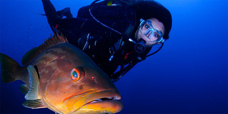 Asociaci�n Centros <br>de Buceo de la <br>Regi�n de Murcia ( ACBRM)