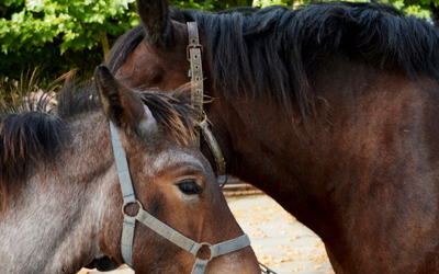 Equestrian Centre Equestrian Centre