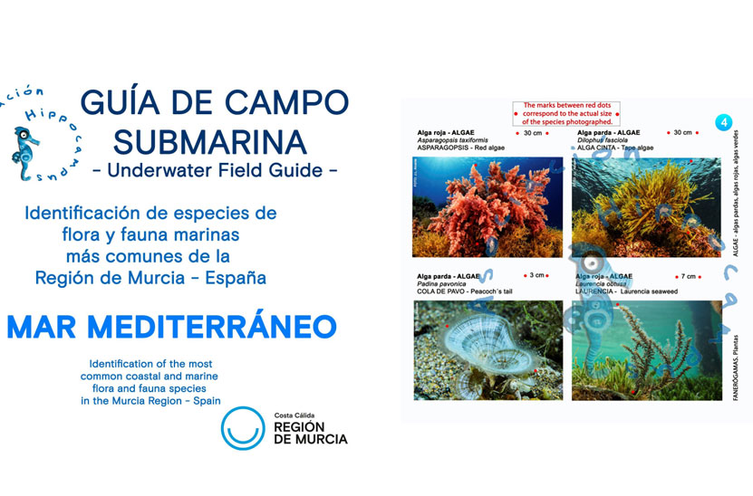 Gu�a de campo submarina del Mar Mediterr�neo