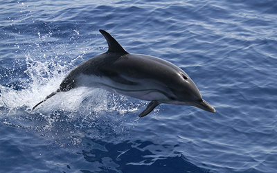 Mom, dad, a dolphin is following us! Mom, dad, a dolphin is following us!