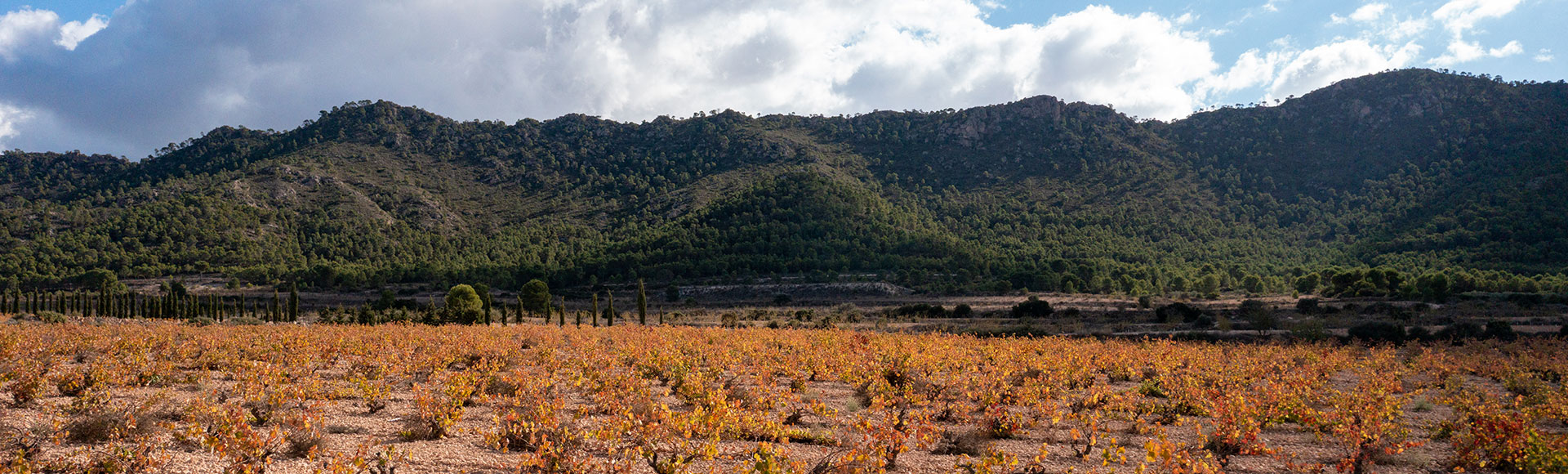 Ruta del Vino en Yecla