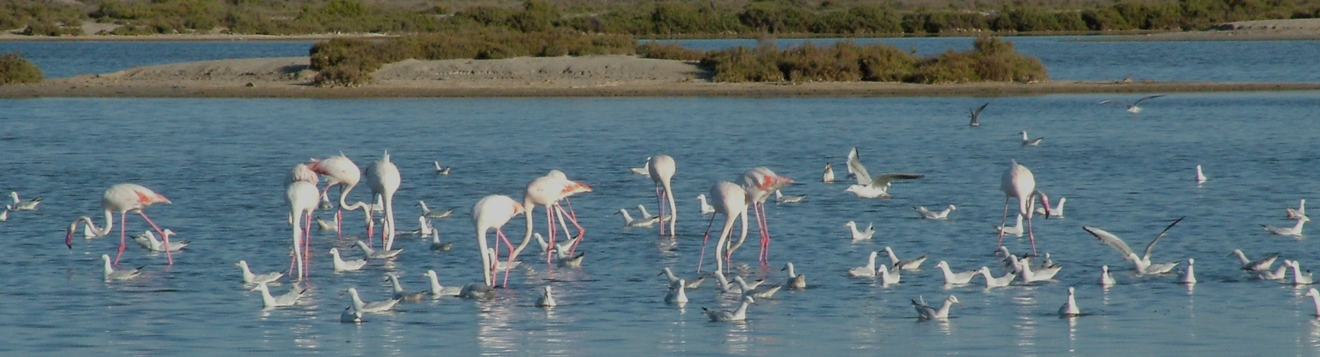 San Pedro Para�so Salado