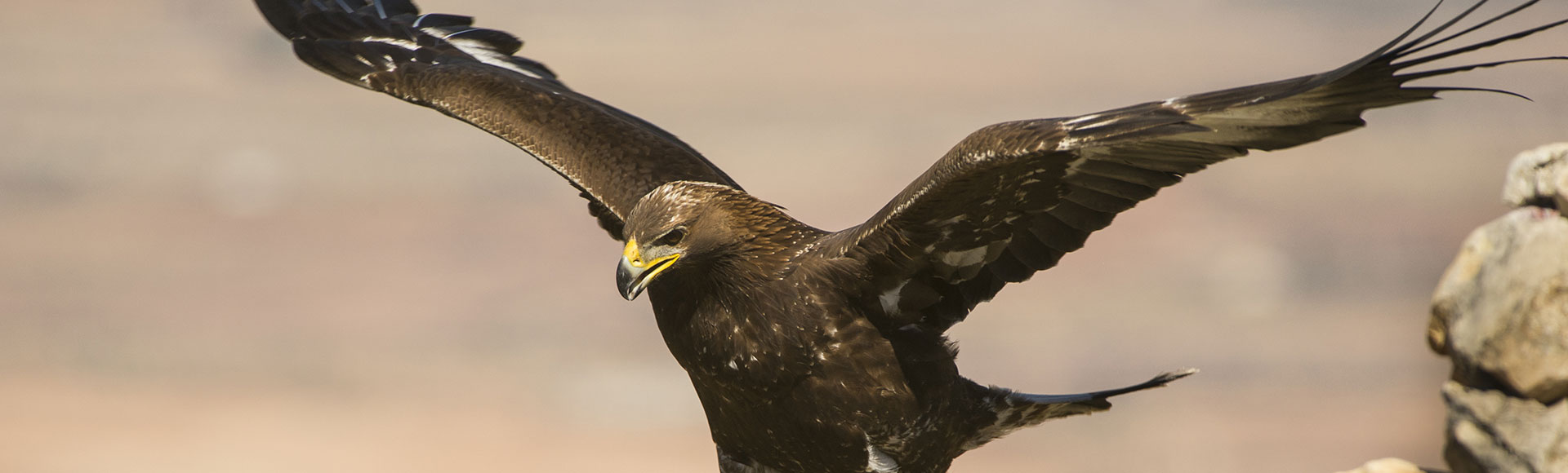 Avistamiento de Aves