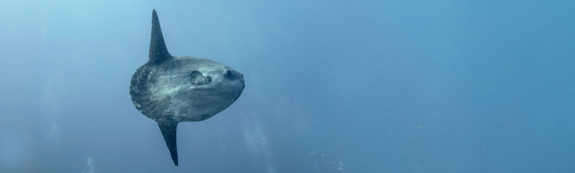 Descubre los fondos marinos de la Regi�n de Murcia