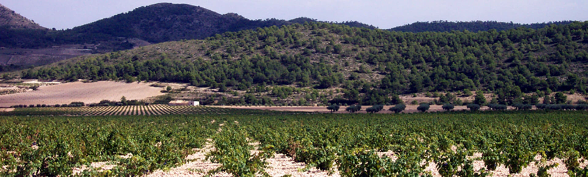 Un d�a de enoturismo en Jumilla