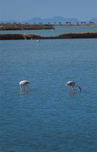 Fascinante mundo de las aves en San Pedro del Pinatar