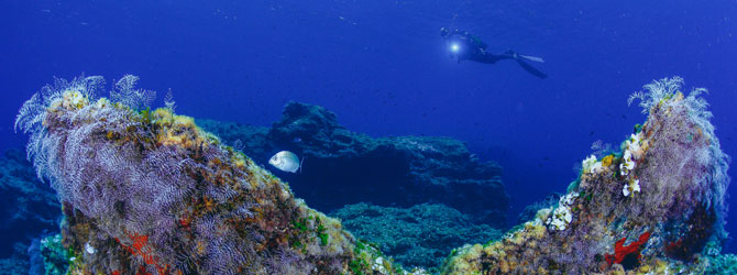 <strong>05</strong>  Sum�rgete