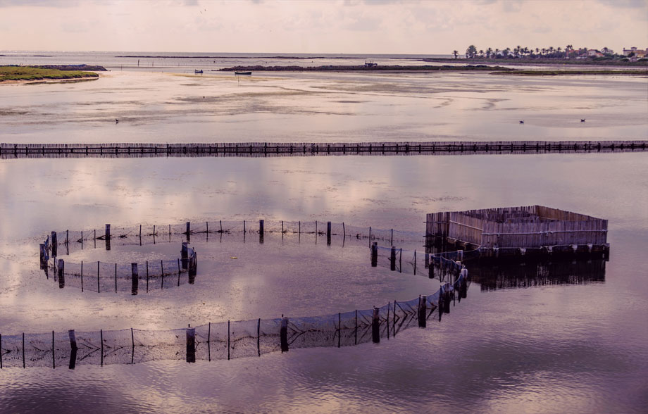 <strong>11</strong> Secretos del mar