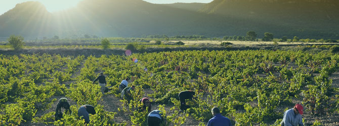 <strong>09</strong> El vino