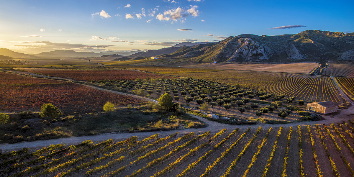 Icono VIGNES ET TRADITION