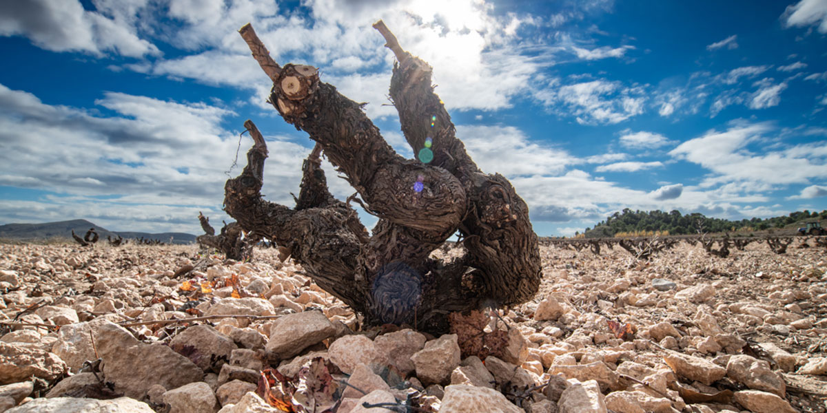 Icono DENOMIANCI�N DE ORIGEN