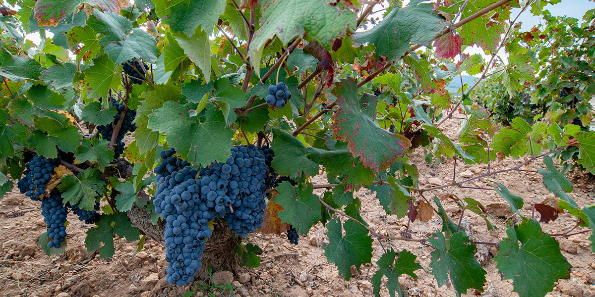 Icono Reino de la Monastrell