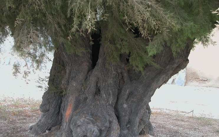 �nicos en su especie