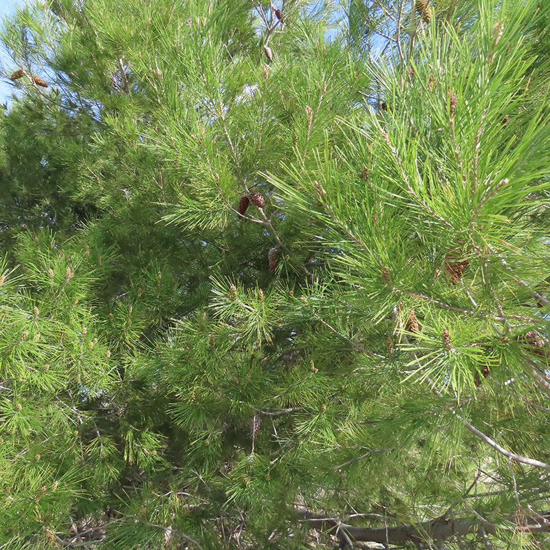 Pino carrasco (<i>Pinus halepensis</i>)