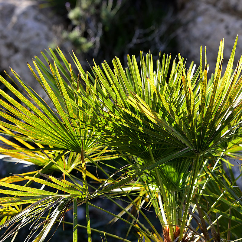 Palmito (<i>Chamaerops humilis</i>).