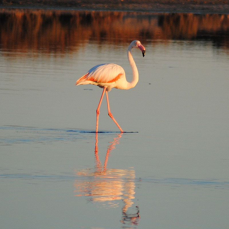 Flamenco com�n (<i>Phoenicopterus roseus</i>)