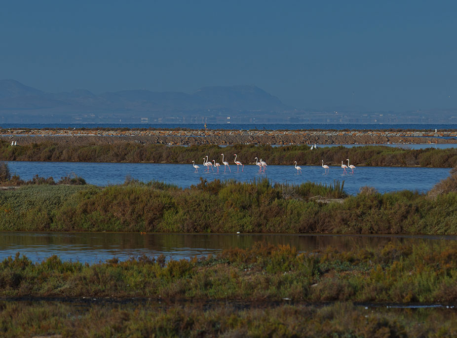 THE SALINAS AND ARENALES