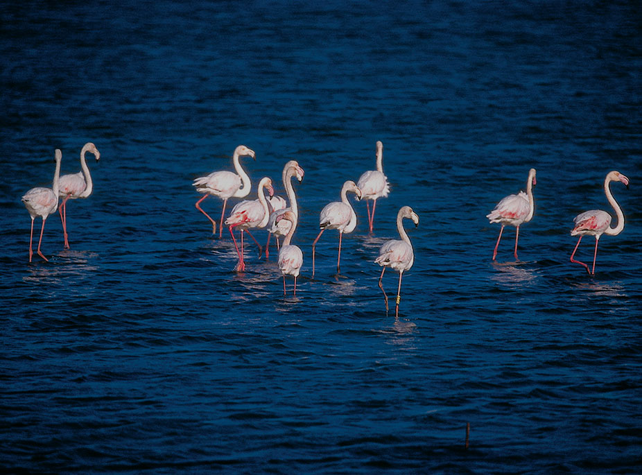 NATURALEZA JUR�SICA