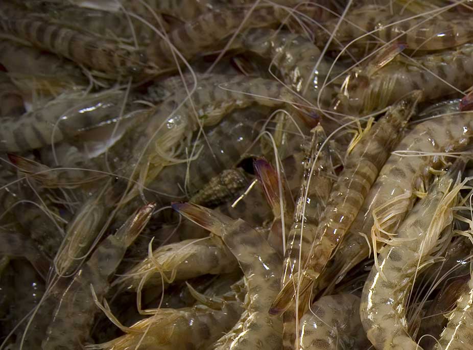 <i>LANGOSTINOS DEL MAR MENOR</i>