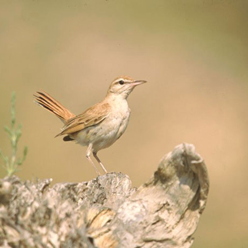 Alzacola rojizo (<i>Cercotrichas galactotes</i>)