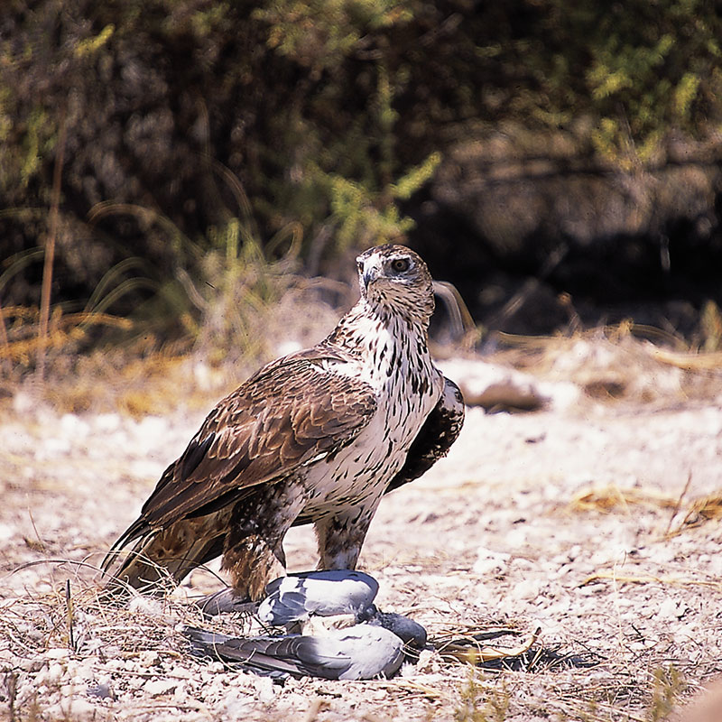 �guila perdicera (<i>Aquila fasciata</i>)