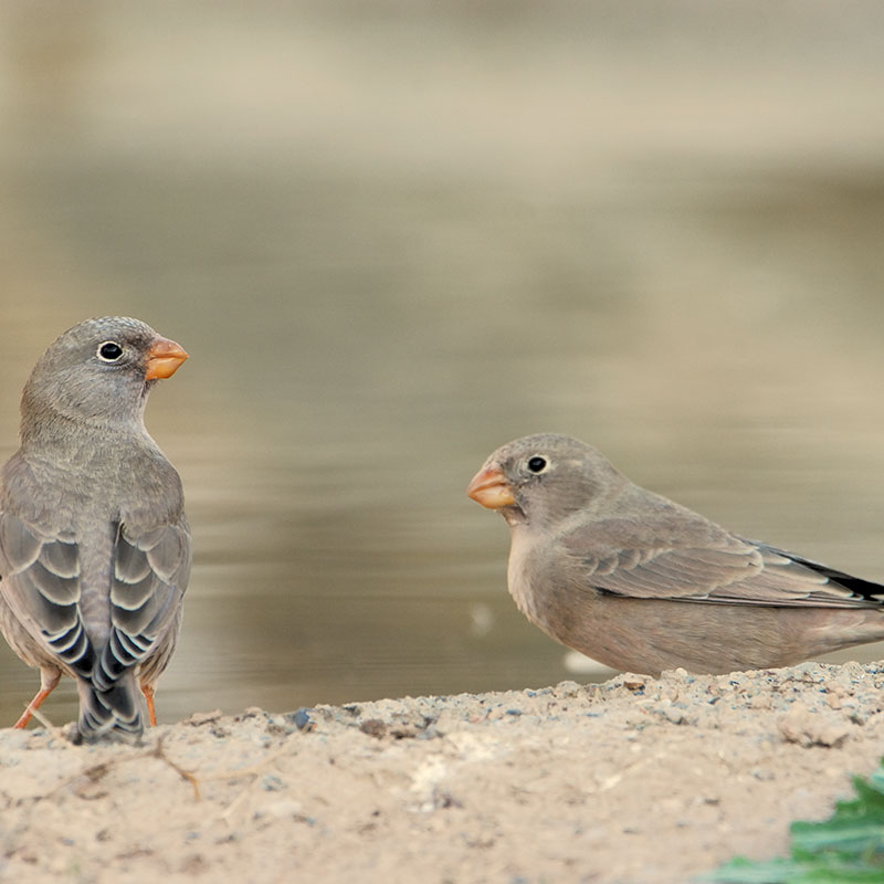 Camachuelo trompetero (<i>Bucanetes githagineus</i>)
