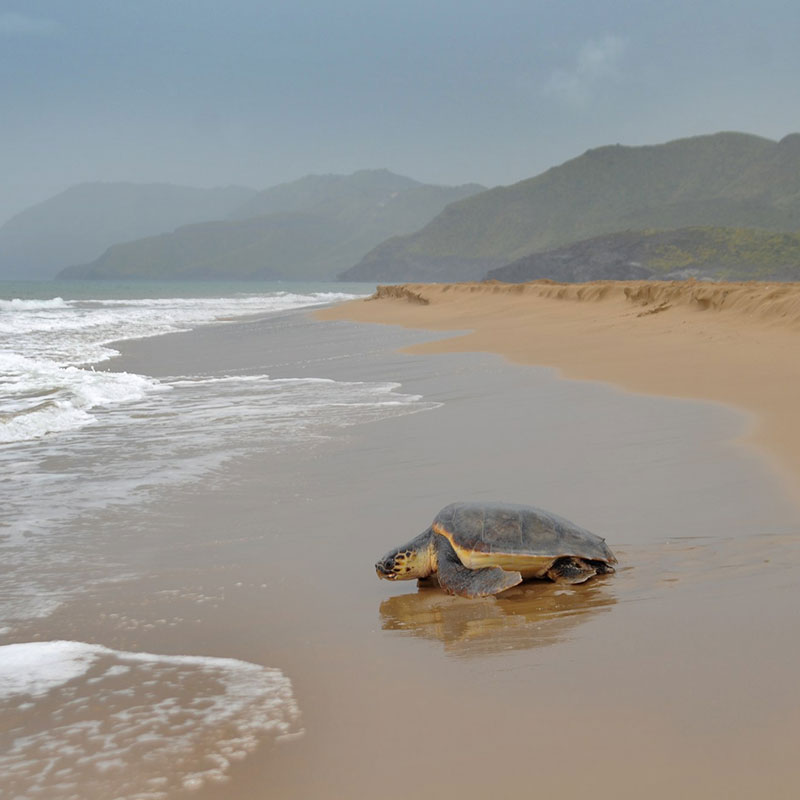 Tortuga boba (<i>Caretta caretta</i>)