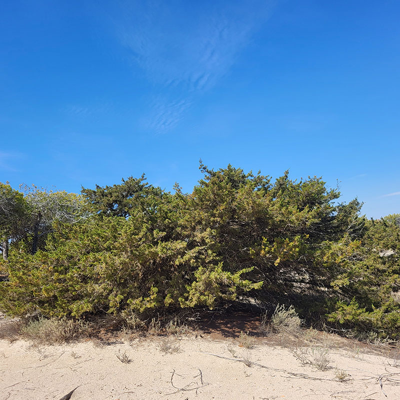 Sabina de dunas (<i>Juniperus phoenicia ssp. turbinata</i>).