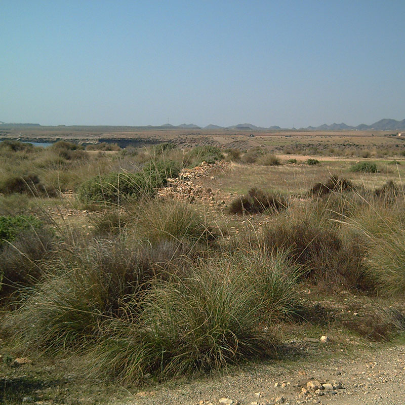 Esparto (<i>Macrochloa tenacissima</i>)