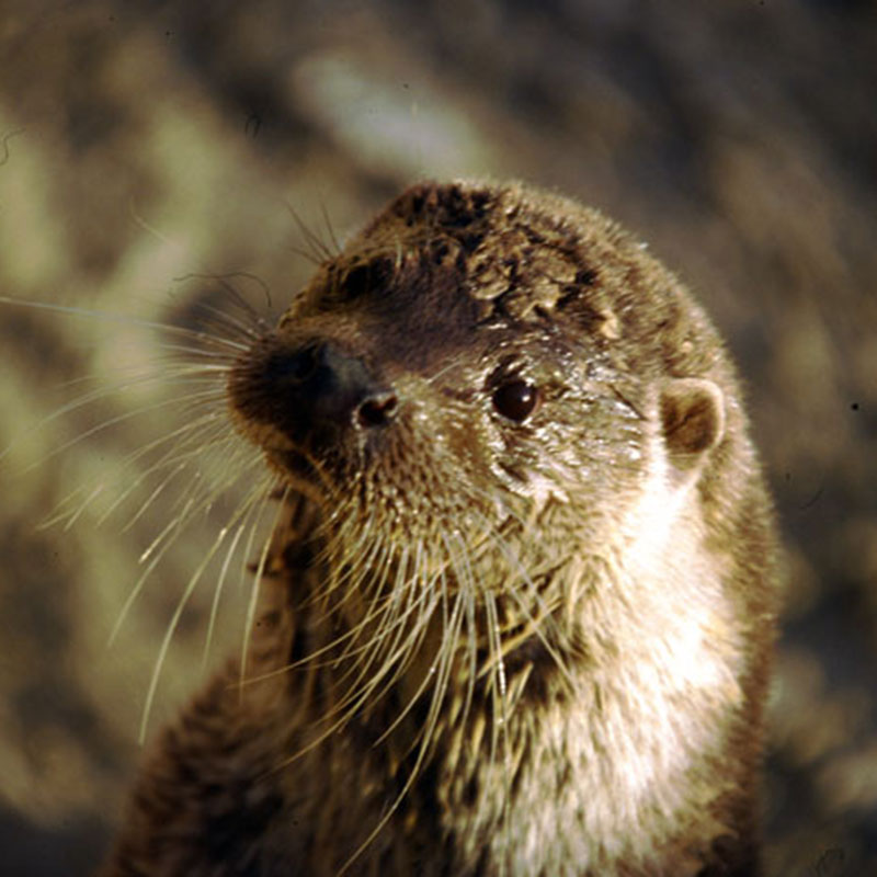 Nutria pale�rtica (<i>Lutra lutra</i>)