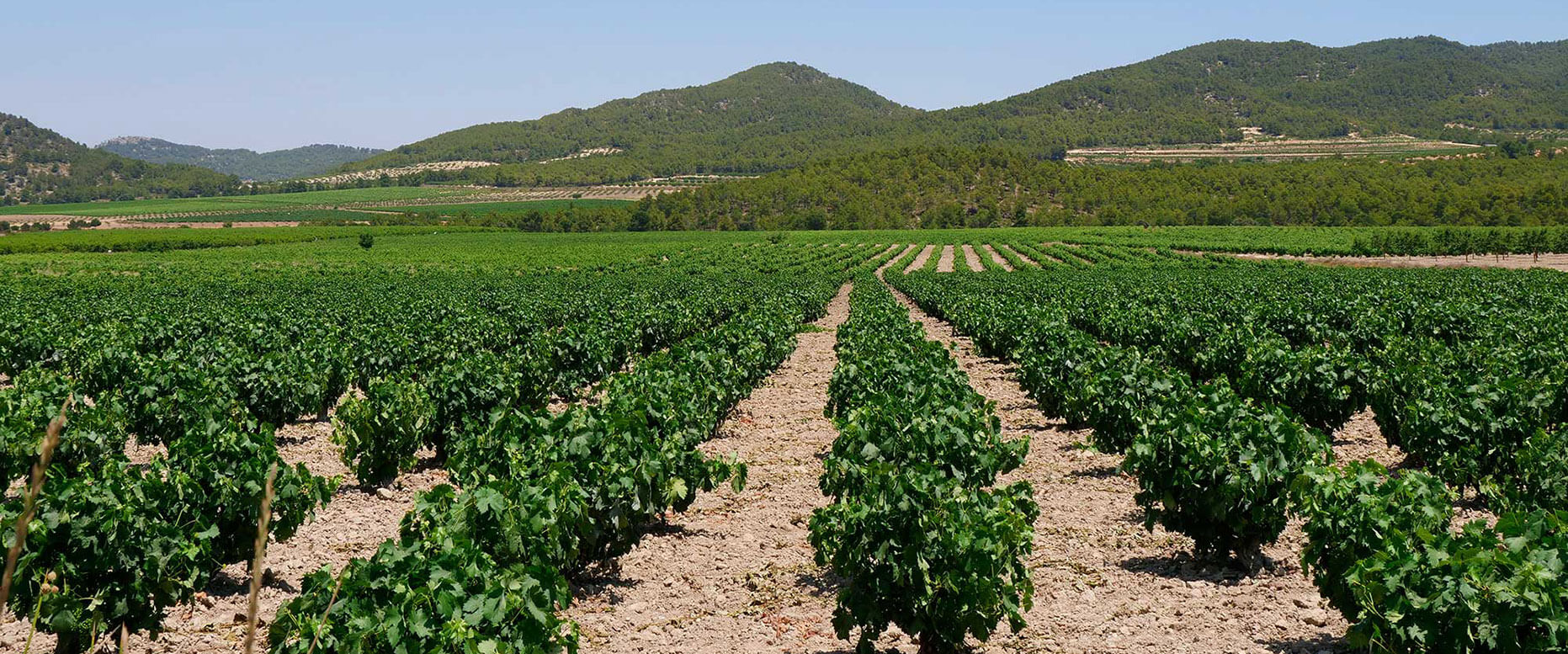 Ruta del Vino de Bullas