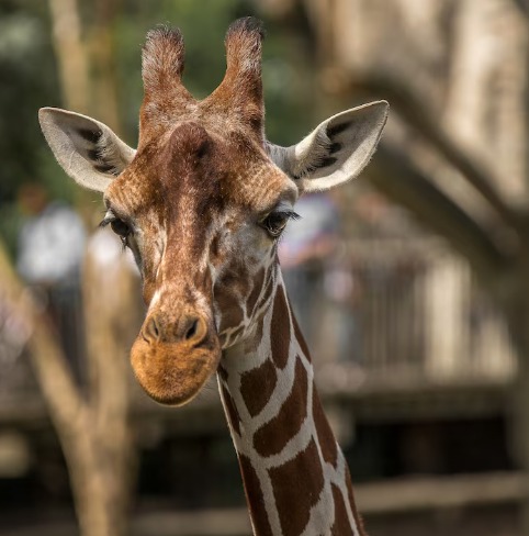 Parcs zoologiques
