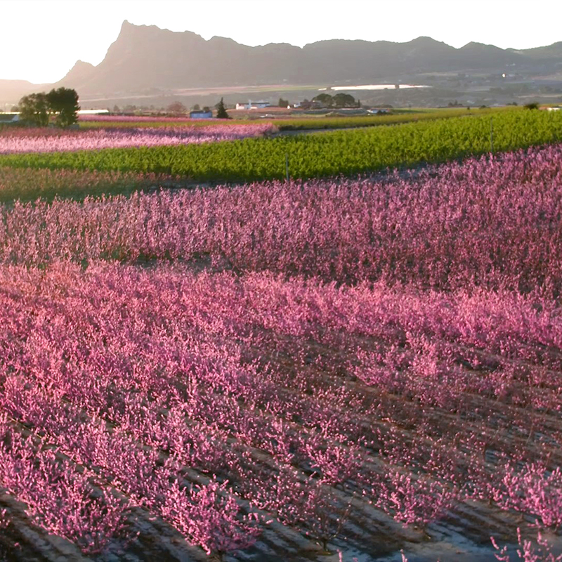 V�a Verde de la floraci�n de Cieza