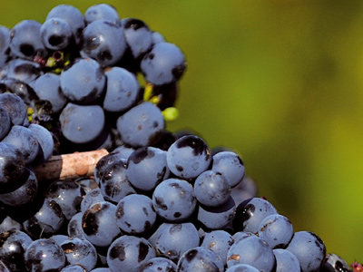 Red Grape Varietes Red Grape Varietes