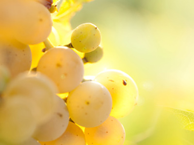 White Grape Varieties White Grape Varieties