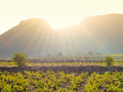 Un jour d'oenoturisme  Jumilla