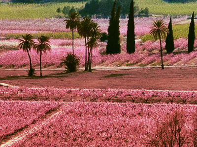 Spring blossom in the Murcia Region