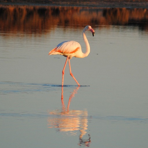 Especies singulares